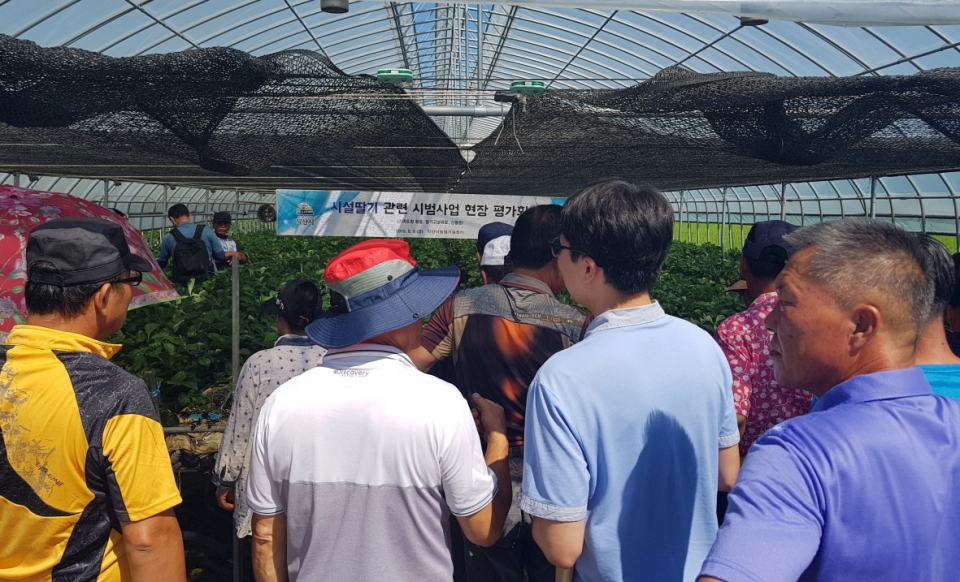 익산시는 시설딸기 시범사업 현장 평가회를 개최했다. (사진제공=익산시)
