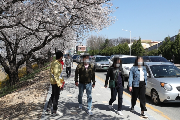 청주시 무심천 벚꽃 구간, 휴일‘사회적 거리두기’총력