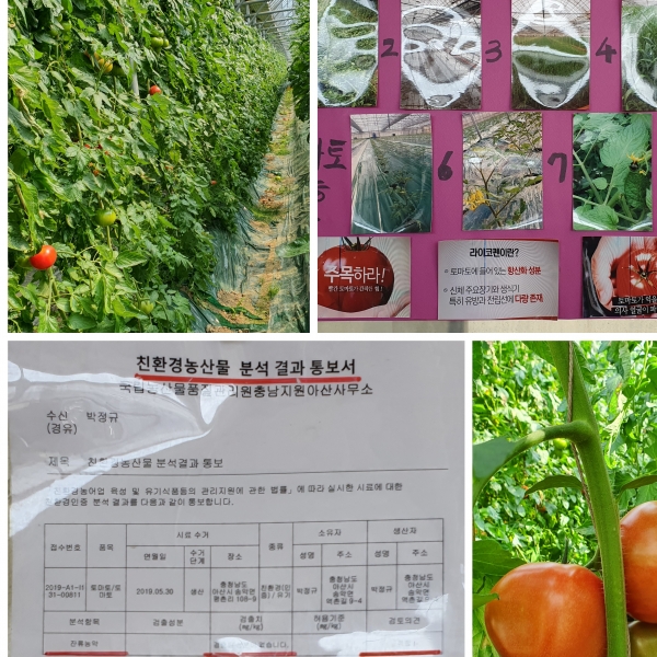 【천안=코리아플러스방송】 이소영 기자 = 토마토 열린농장 오유경님은 30일 충남 아산시 송악면에서 유기농 토마토를 재배하고 있다.