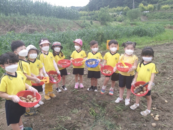 【옥천=코리아프러스】박은경 기자 =백합유치원 원생들이 감자 수확체험을 하고 있다.