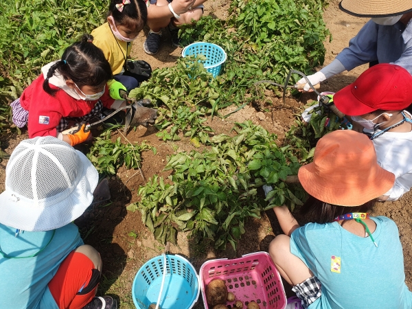인천시 부평구, 어린이급식관리지원센터와 ‘채소와 친해지는 싱싱텃밭가꾸기’ 진행(사진제공 부평구청)