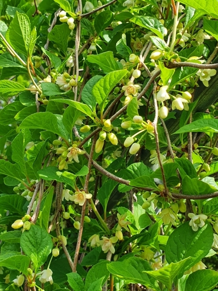Omija flowers (female on bottom-right)