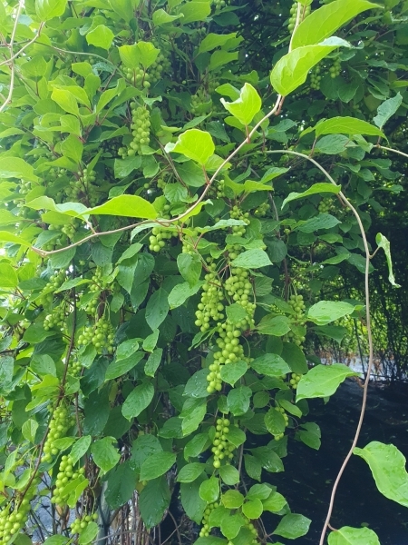 Growing Omija berry cluster