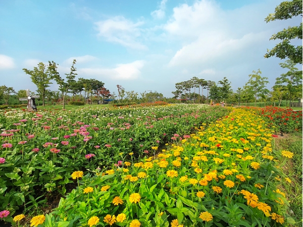 【평택=코리아플러스】 이태호 기자 = 평택시농업생태원에 형형색색 여름꽃이 만개하고 있다.(사진제공=평택시)