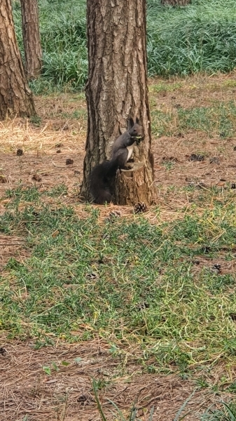 Squirrel in Banggok
