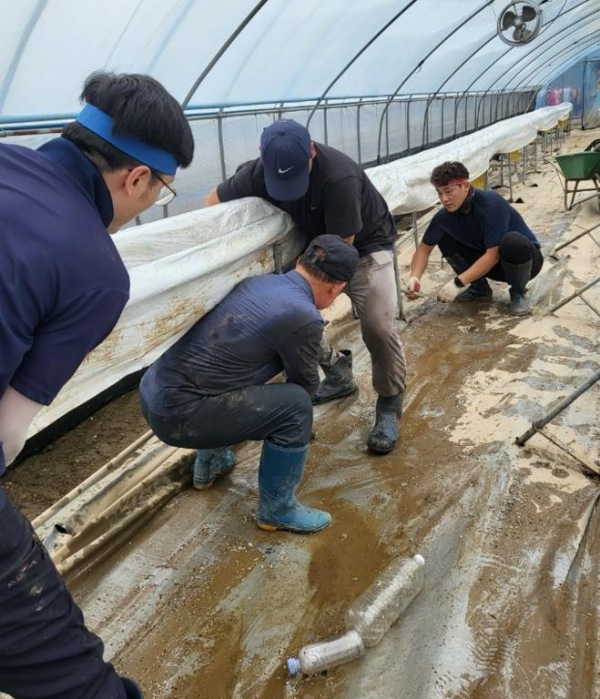 대전시 4-H연합회는 서구 흑석동김보경 딸기농가를 찾아 긴급 일손을 돕고있다.