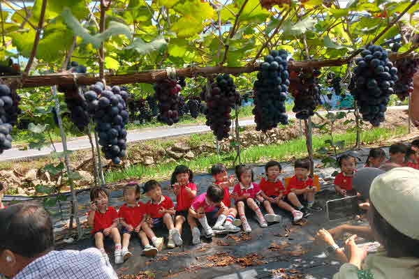 김천센트럴자이어린이집 어린이들이 인솔자 선생님들의 도움으로 무르익은 포도밭에서 포도수확 체험을 하고 있다.