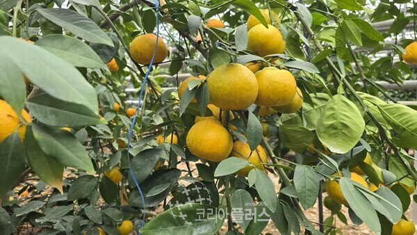 【통영=코리아플러스TV】오공임 기자 =  통영 동백커피식물원에서 재배 중인 신품종 만감류 ‘윈터프린스(Winter Prince)’(윈터프린스(Winter Prince)는 한라봉과 천혜향을 교배해 탄생한 프리미엄 만감류)가 오는 11월 말부터 본격 출하를 앞두고 있다.